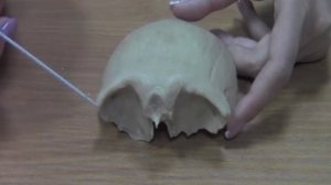 Лобная кость