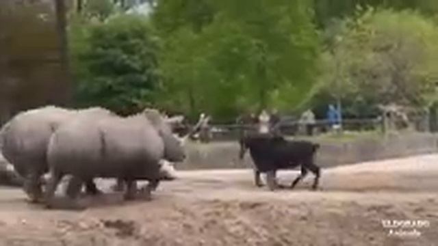 Бешеная антилопа напала на стадо носорогов смотреть онлайн