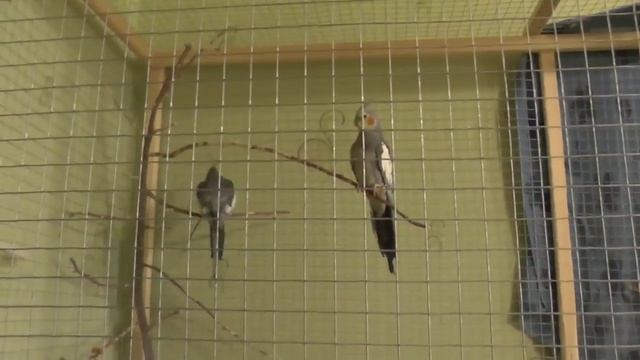 Попугай корелла   нимфа Природный окрас Самка Самец Новенькая