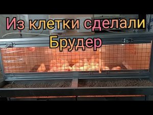 Удобный брудер с терморегулятором и ниппельными поилками для цыплят. Модернизация клетки.