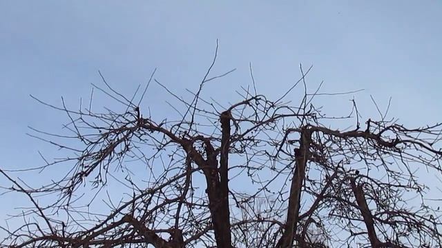 ЯБЛОНЯ. Обрезка яблони.Снижение кроны яблони
