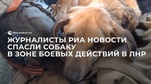 Журналисты РИА Новости спасли собаку в зоне боевых действий