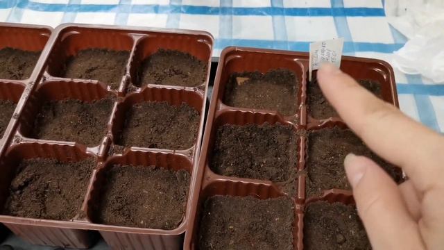 Виола выращивание из семян на рассаду смотреть онлайн