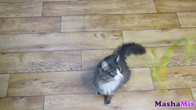 ПОСМОТРИТЕ КАКОЙ ПОСЛУШНЫЙ КОТ