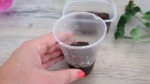 Укоренение герани в торфяных таблетках, есть небольшой секрет