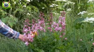 Библейские растения. Неопалимая купина или горящий куст Моисея