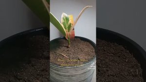 Фикус Эластика Белиз прекрасно растёт.