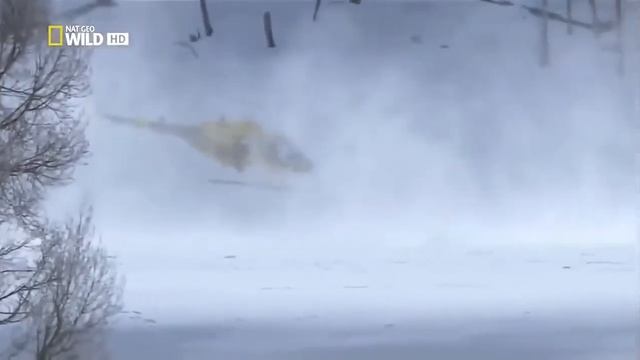 Супер хищник! Черные волки  ДОК  КИНО 2016