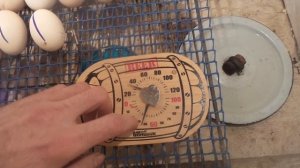 Инкубатор самодельный, своими руками.