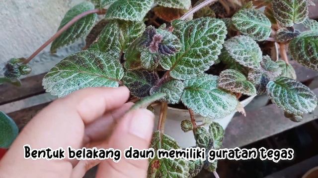 PESONA EPISCIA PART 9  EPISCIA IMPORT ALOHA MOANA LOA  KARAKTERISTIK DAUN DAN BUNGA tanamanhias