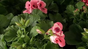 Pelargonium grandiflorum