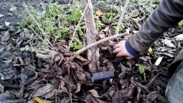 Как избавиться от мышей в саду