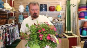 How to grow Pink Drift® Roses with a detailed description