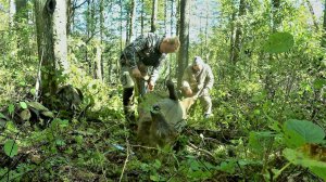 ДОБЫЛИ БЫКА НА РЕВУ, ПРИВЕЗЛИ ДОМОЙ МНОГО МЯСА. Трудовая ОХОТА получилась.
