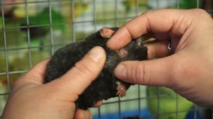 Редкие кадры! Определение пола крота!