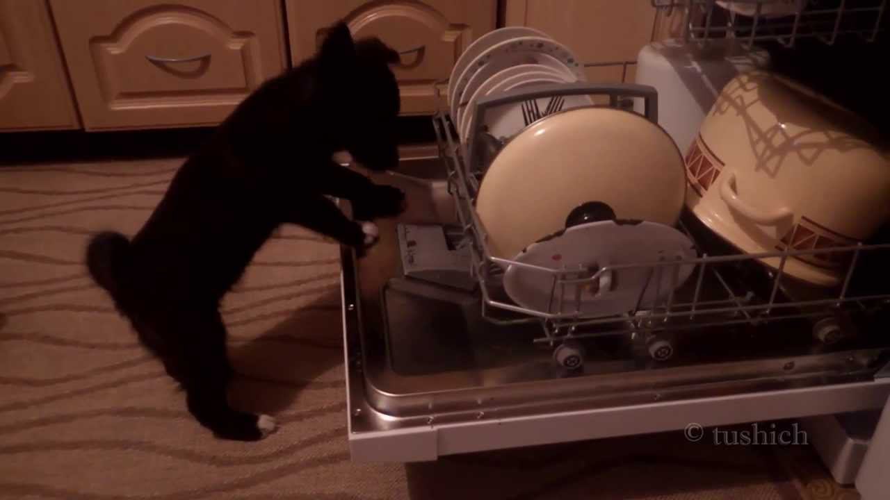 Лайк и посудомойка смотреть онлайн