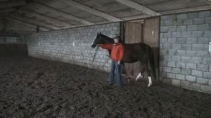 Обучение лошади ходить в поводу