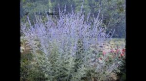 ПЕРОВСКИЯ  (PEROWSKIA)  сем.Яснотковые (Lamiaceae).