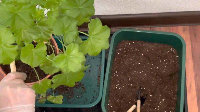 Обязательно сделайте частичную замену грунта у пеларгоний накануне весны смотреть онлайн