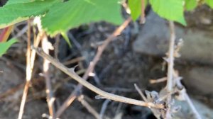 Нашли огромную Гремучую змею на участке. We founded big snake in the yard