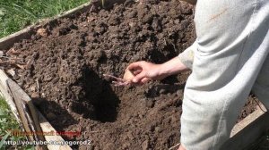 Картофель как vogorode.pro. Посадка уникального картофеля.