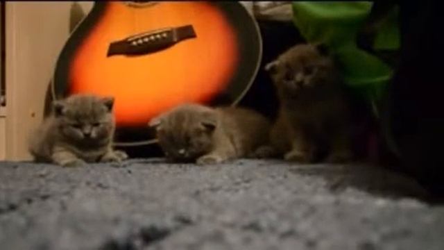 Приколы с котами - Гипноз смотреть онлайн