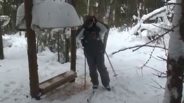 Птицы зимнего леса смотреть онлайн