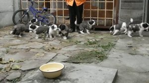 Щенки сенбернара в питомнике GOODWINHOUSE