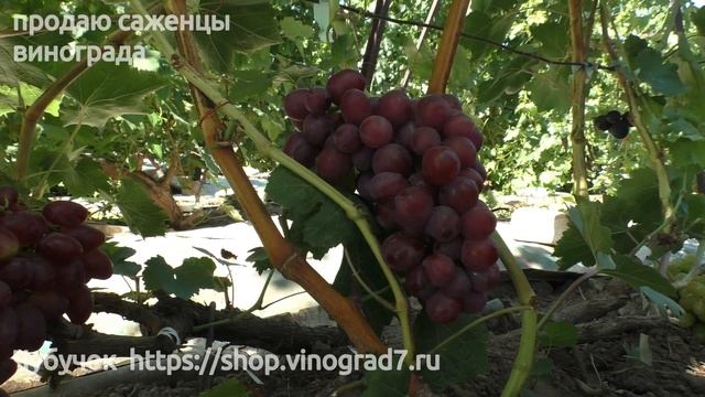 Виноград Пестрый - ультраранний срок созревания винограда на участке Пузенко Натальи Лариасовны