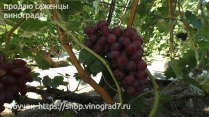 Виноград Пестрый - ультраранний срок созревания винограда на участке Пузенко Натальи Лариасовны