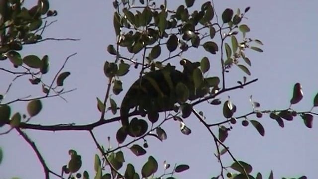 Male Veiled Chameleon in the wild, roadside Ibb to Yarim, Yemen смотреть онлайн