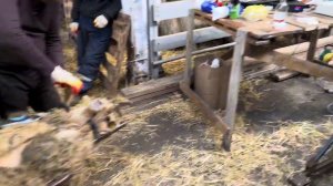 Искусственное осеменение овец Лапароскопическим методом семенем Баранов Иль де Франс 8(982) 000 999