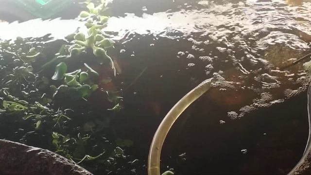 В пруду где есть карпы растениям не жить)) смотреть онлайн