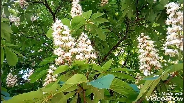 ЦВЕТЁТ КАШТАН ВЕСНА МАЙ МУЗЫКАЛЬНОЕ ВИДЕО смотреть онлайн