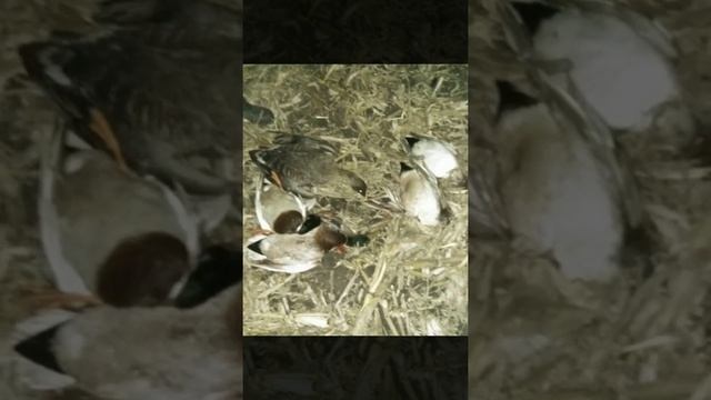 Охота на Гуся Тамбовская область 2017 смотреть онлайн