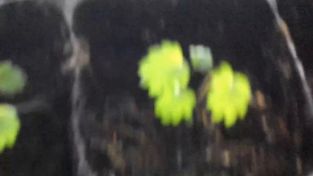Земляника из семян на подоконнике.Следим за ростом