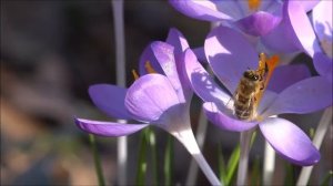 Опять врывается весна! Весенняя природа. Весенние цветы