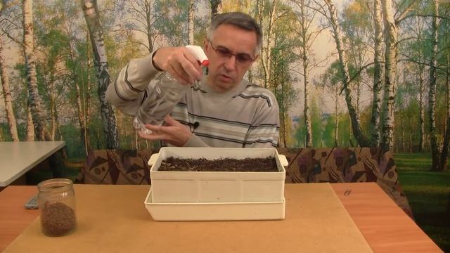 Как вырастить ольху. Посев семян. Часть 5. смотреть онлайн