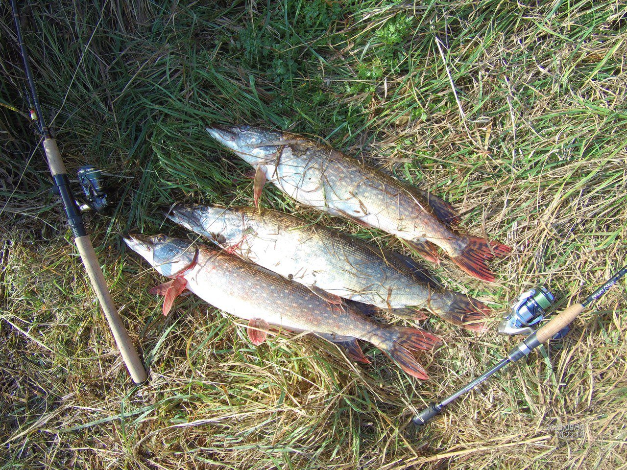 Ловим щуку на спиннинг!