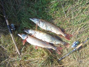 Ловим щуку на спиннинг!