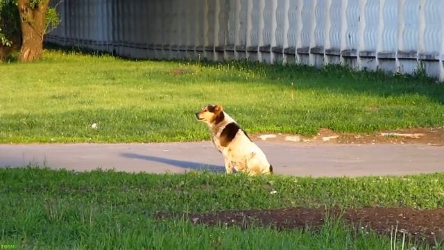 Dog HD, Moscow, May 24, 2011 смотреть онлайн