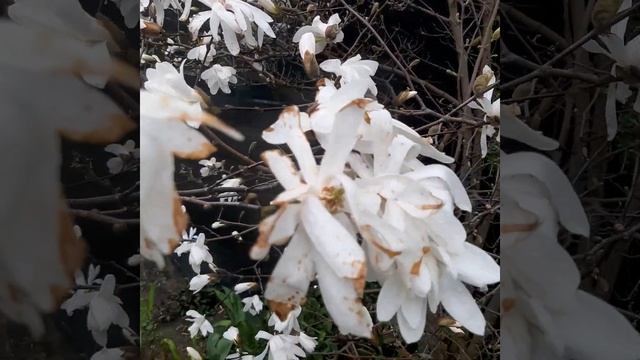 Magnolia stellata problem. Магнолия звёздчатая проблема.