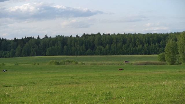 родезийские риджбеки TINA TRADING PERSEUS PRIDE (к) и ARIES KHAN REGOR REMBRANDT (б) смотреть онлайн