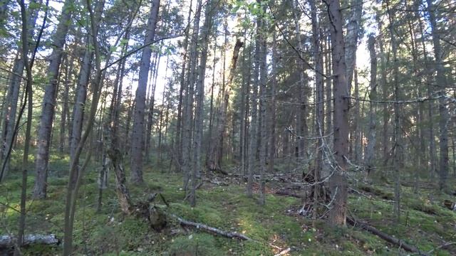 ЩЕДРЫЙ ОСЕННИЙ ЛЕС РАЗДАЕТ ШИКАРНЫЕ ГРИБЫ | ЗАВЕРШЕНИЕ ГРИБНОГО СЕЗОНА 2021 смотреть онлайн