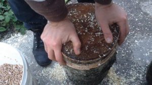 Как вырастить грибы дома | How to grow mushrooms at home