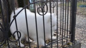 Красивая белая пушистая собака породы Самоед Собака гавкает на собак