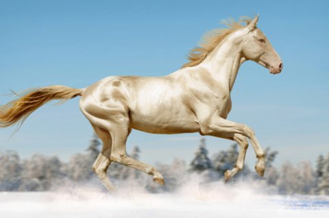 Курс "ТЕЛЕВЕДУЩИЙ+": "Ахалтекинские лошади"