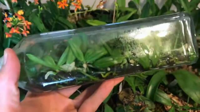 Wie geht es den pikierten in-vitro Phalaenopsis nach zwei Monaten смотреть онлайн