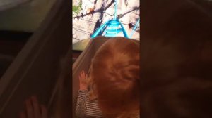 Американские горки в домашних условиях.