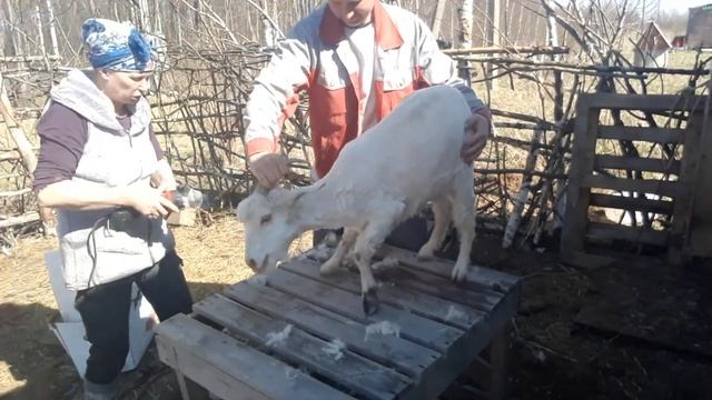 Стрижка и маникюр для Ангорских и Оренбургских коз